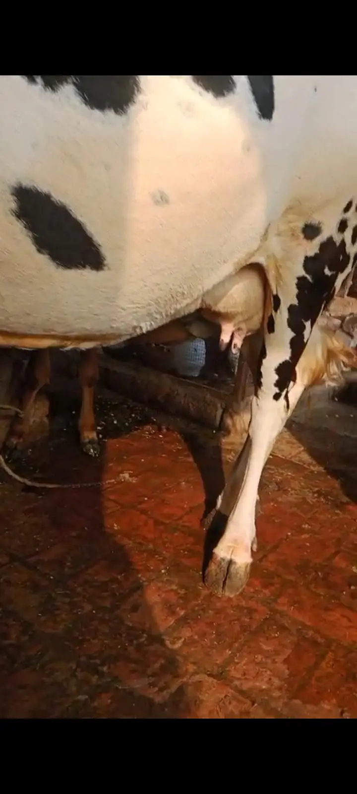 1 cow and 1 baby buffalo — photo 5