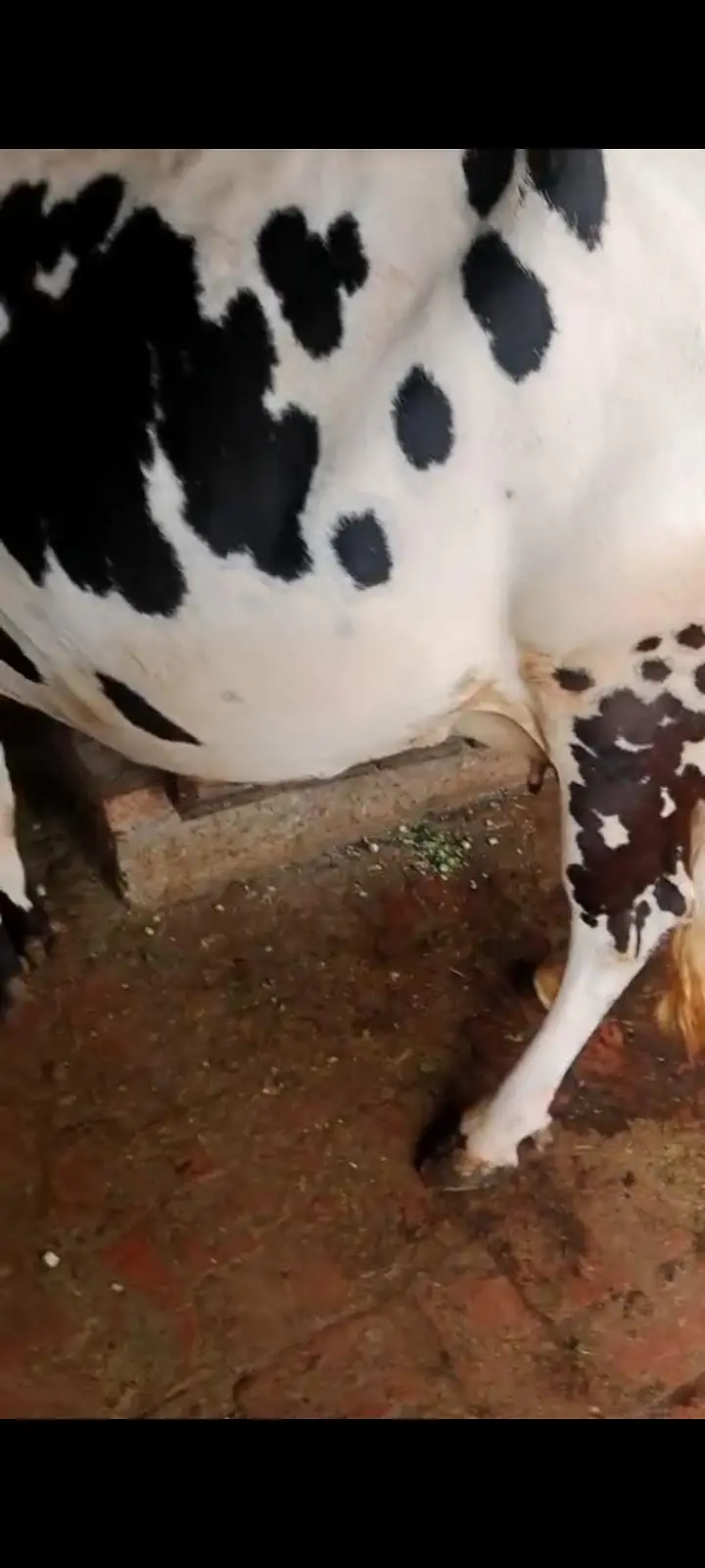 1 cow and 1 baby buffalo — photo 7