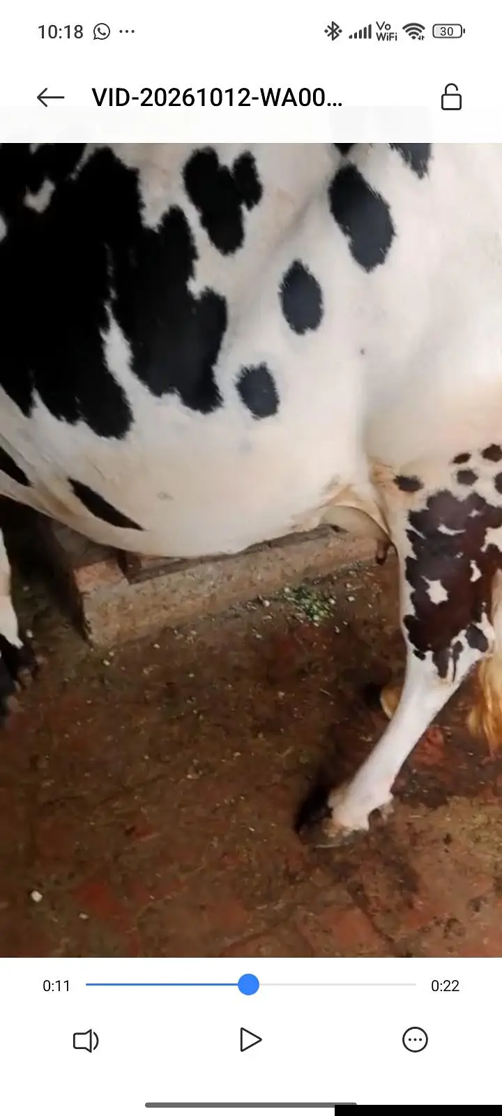 1 cow and 1 baby buffalo — photo 8