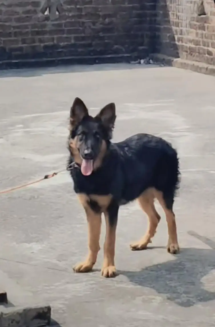 Female German Shepherd Double Coat