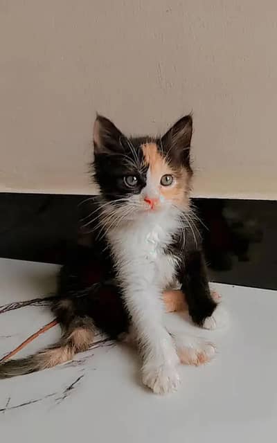 2 cot presion female kitten