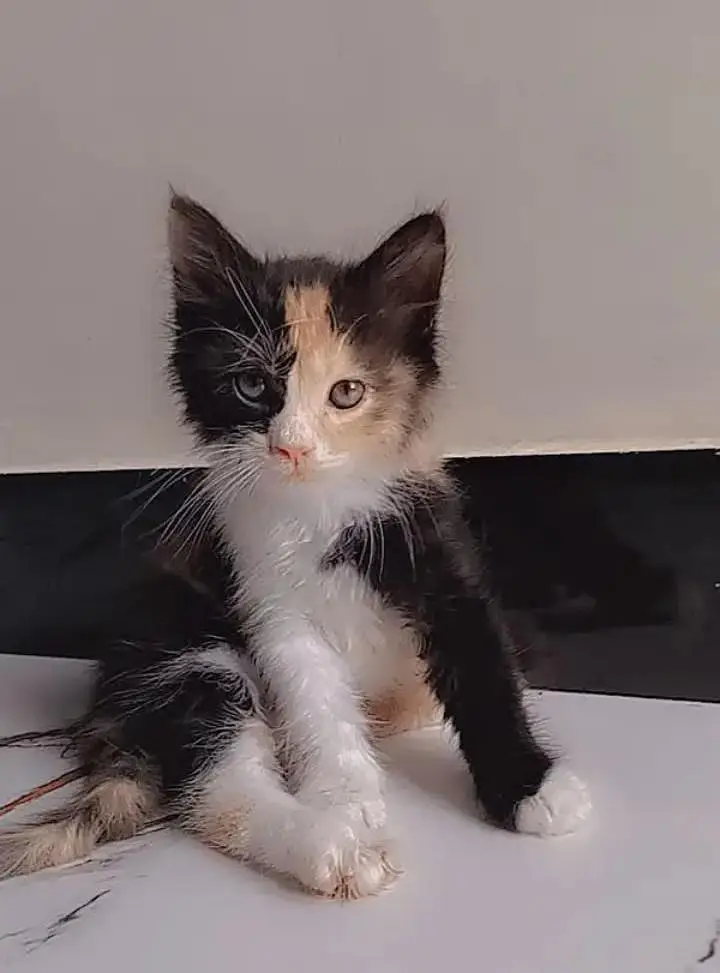 2 cot presion female kitten — photo 2