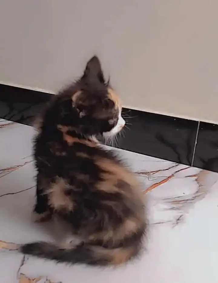 2 cot presion female kitten — photo 3