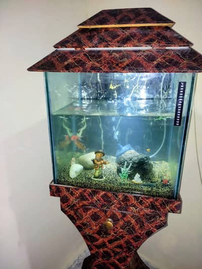 18 Inch Complete Aquarium Setup With Fish - Goldfish Molly Urgent Sale