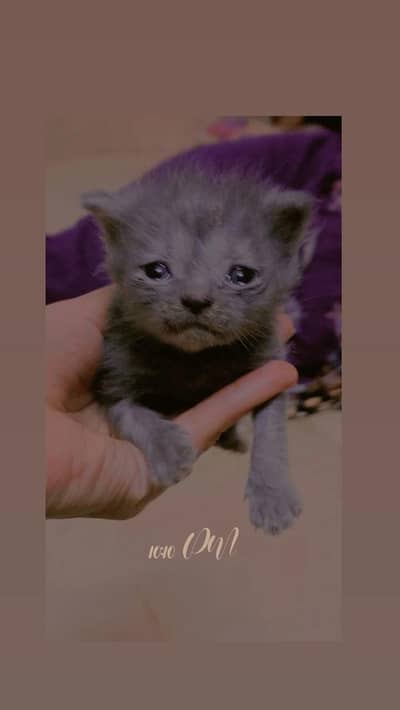 kitten selling
