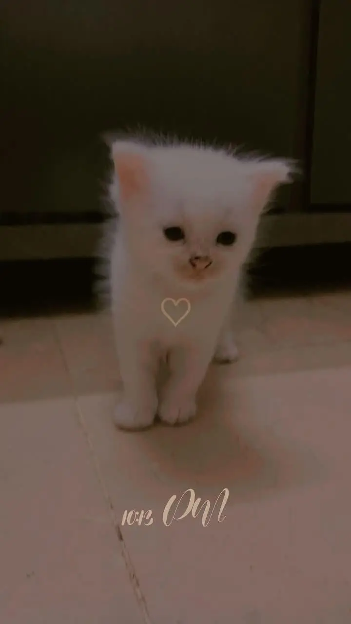 kitten selling — photo 2