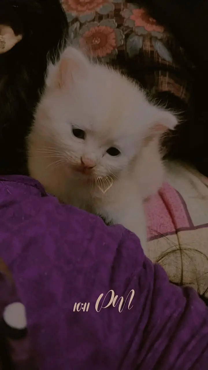 kitten selling — photo 3