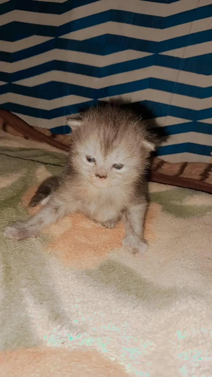 kitten selling — photo 4
