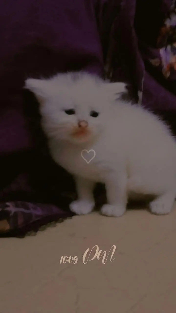 kitten selling — photo 5