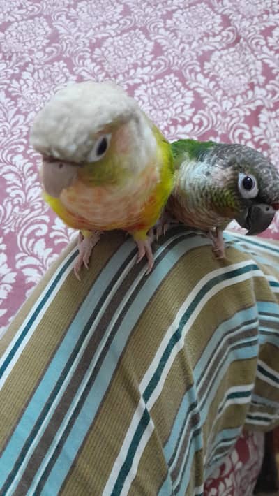 Green cheek pineapple conure