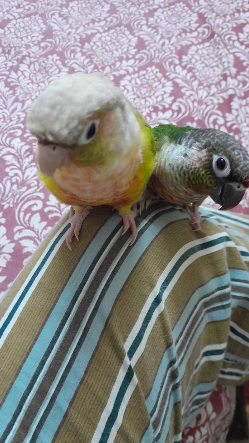 Green cheek pineapple conure 0