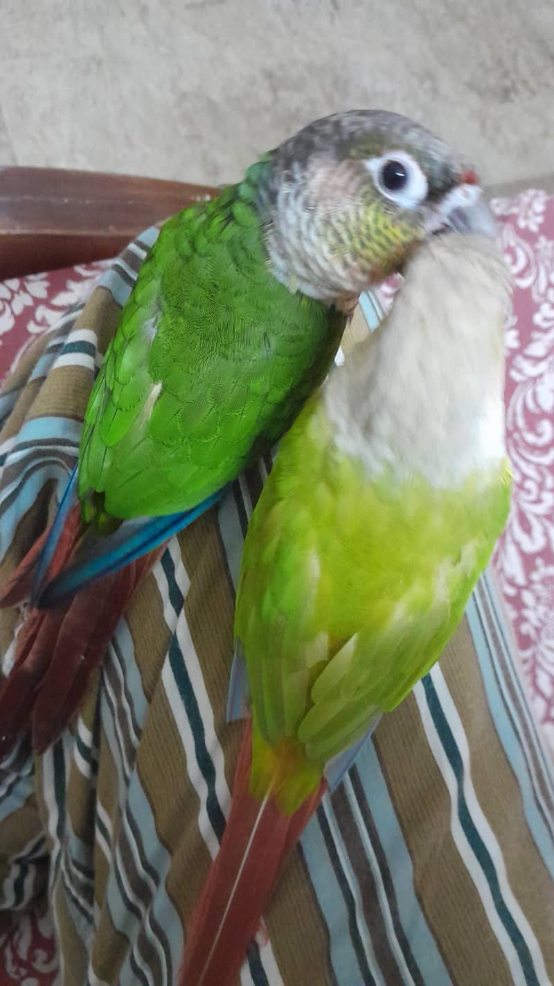 Green cheek pineapple conure 4
