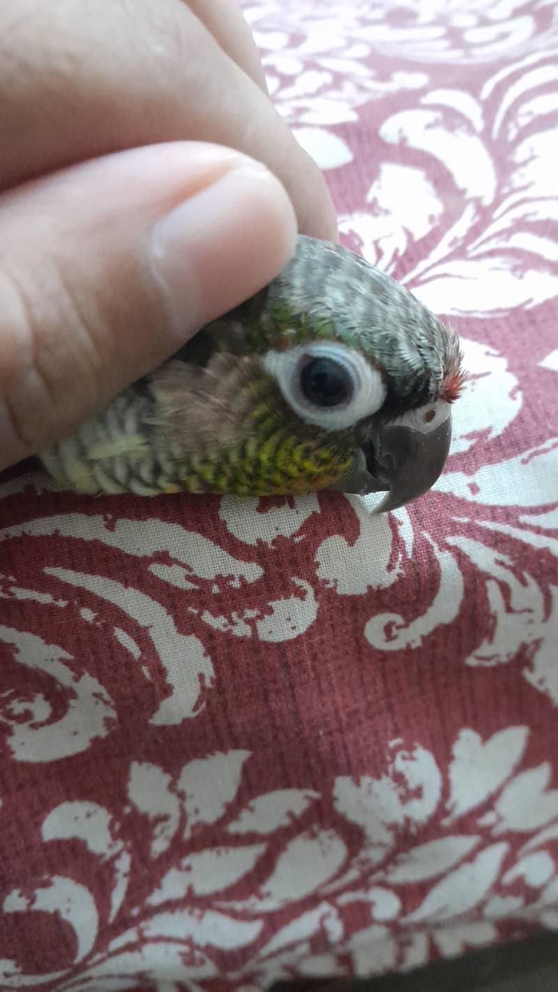 Green cheek pineapple conure 5