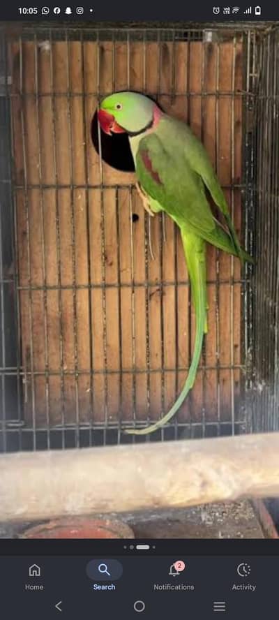 Raw parrot