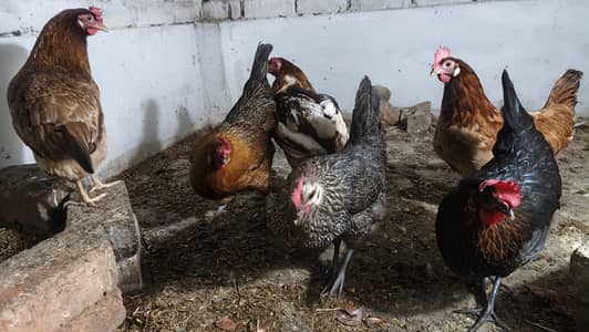 Desi hens (Golden misri) healthy, active A-Class, egg laying