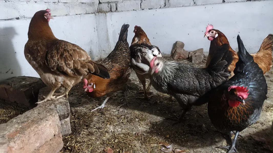 Desi hens (Golden misri) healthy, active A-Class, egg laying — photo 2