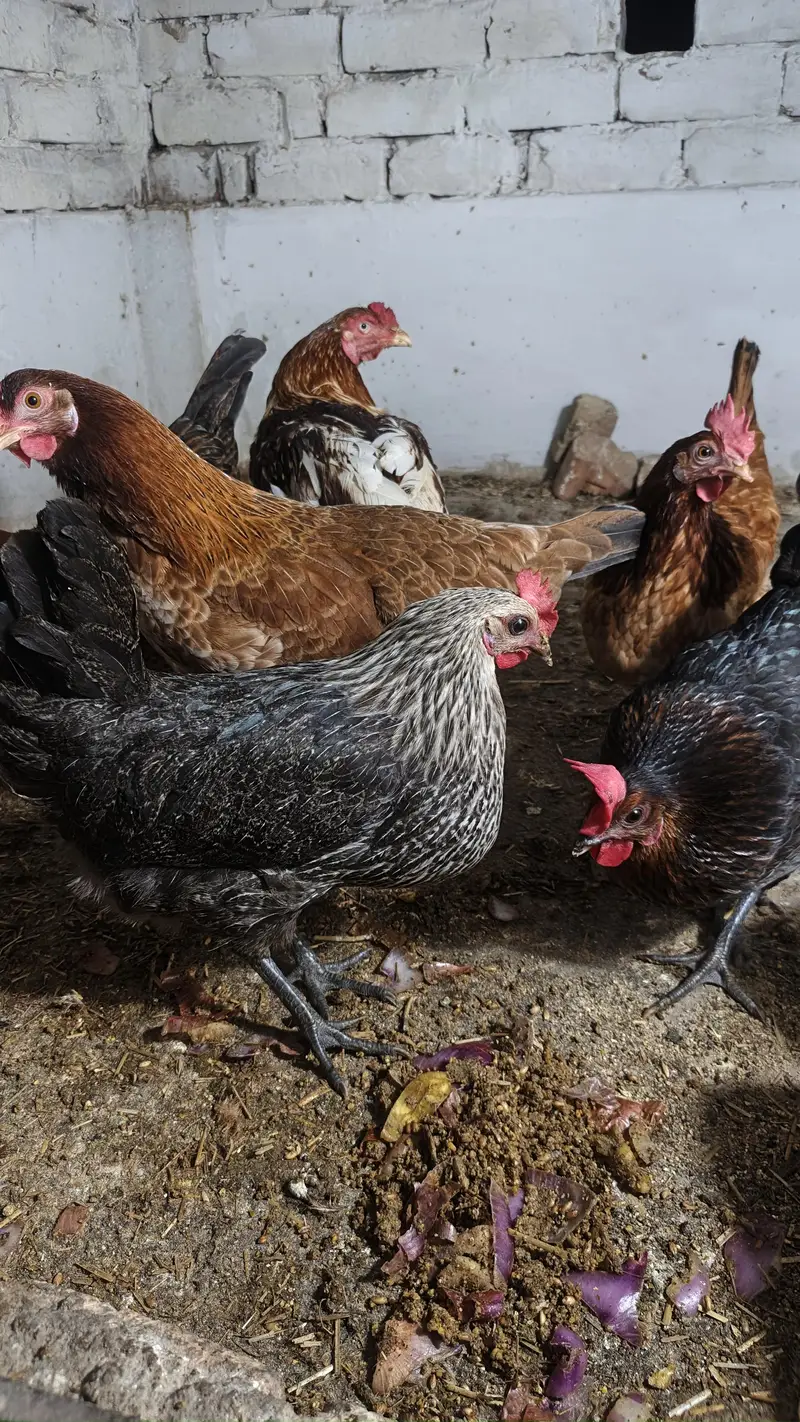 Desi hens (Golden misri) healthy, active A-Class, egg laying — photo 3