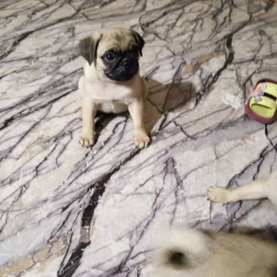 Pug puppies for sale