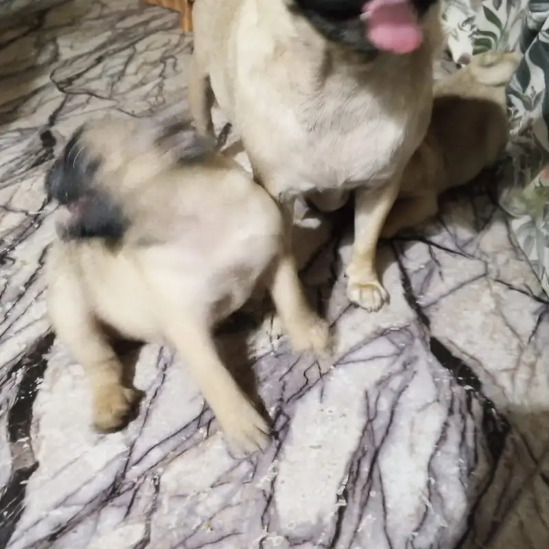 Pug puppies for sale — photo 2