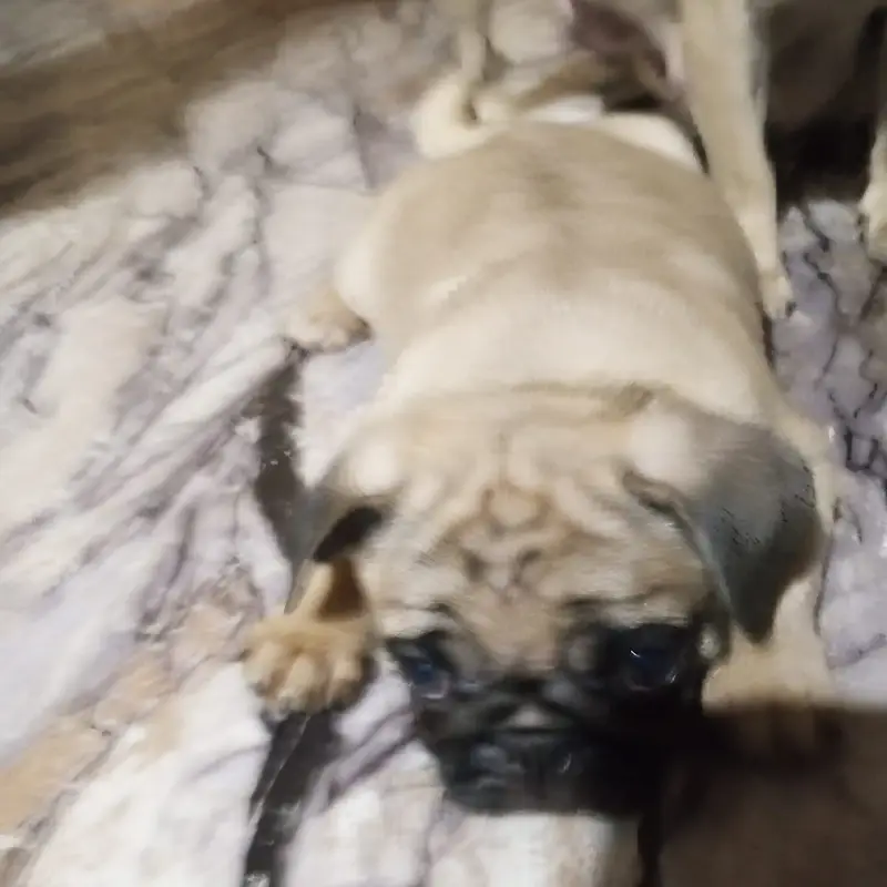 Pug puppies for sale — photo 3