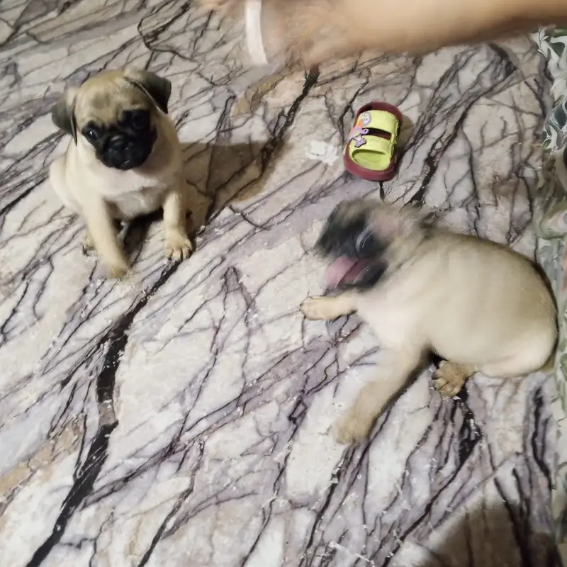 Pug puppies for sale — photo 4