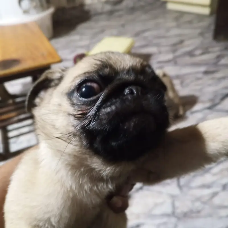 Pug puppies for sale — photo 5