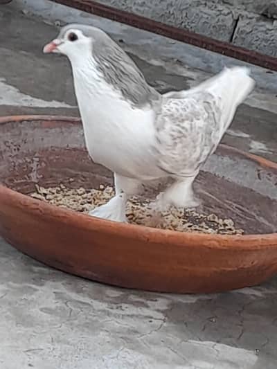 Silver Sharazi Lahori