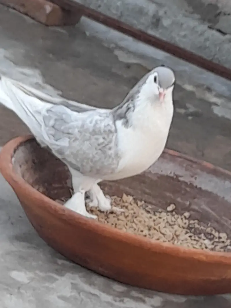 Silver Sharazi Lahori — photo 3