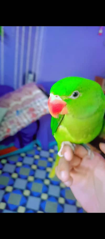 handtame raw parrot, khasmiri parrot, Alexander parrot