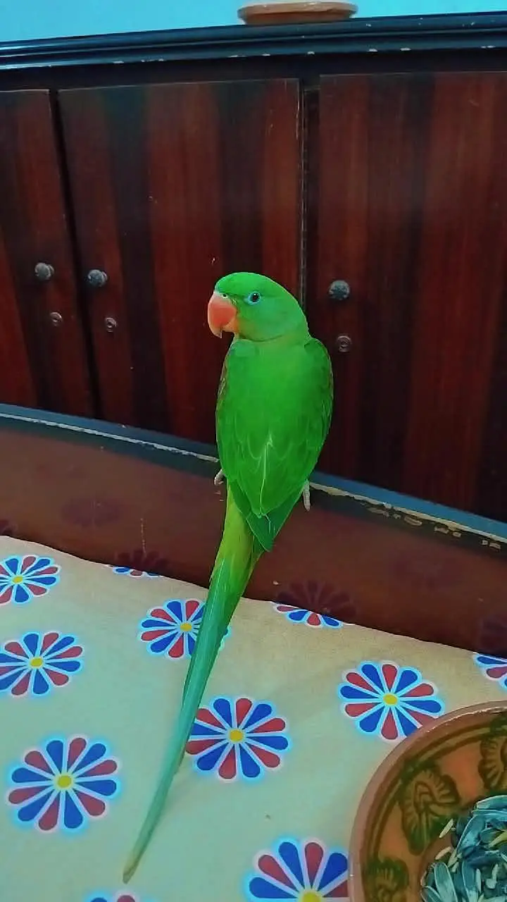 handtame raw parrot, khasmiri parrot, Alexander parrot — photo 2