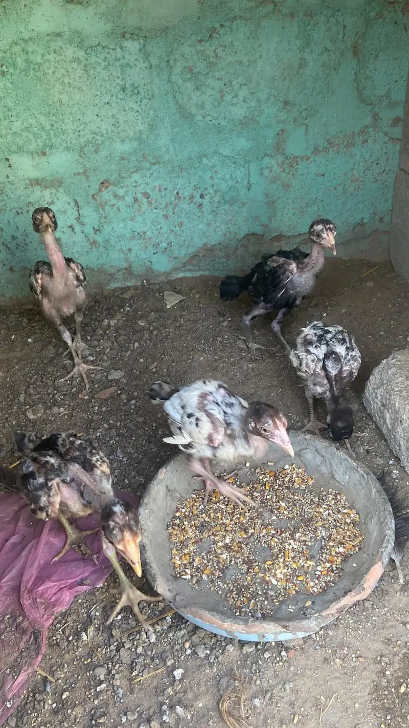 aseel Murga Murgi bacha — photo 3