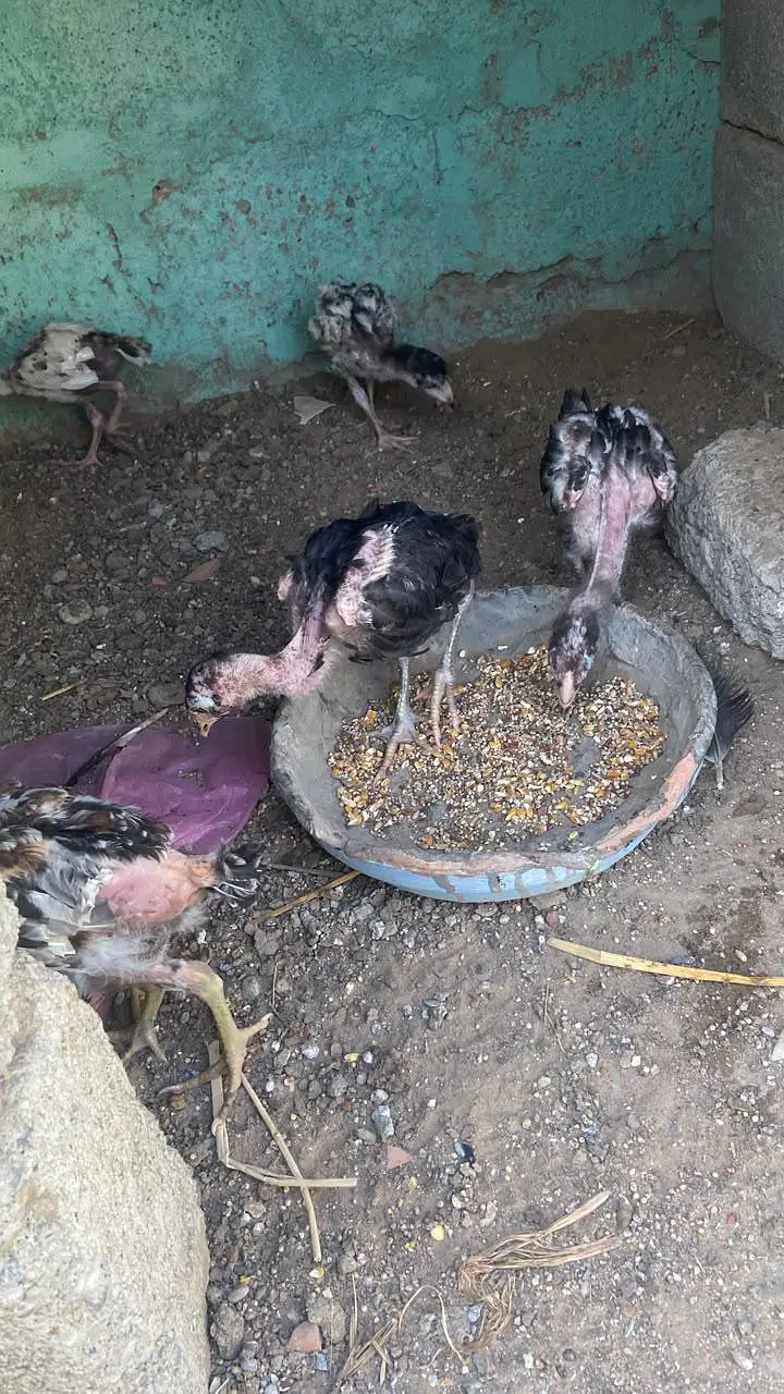 aseel Murga Murgi bacha — photo 4