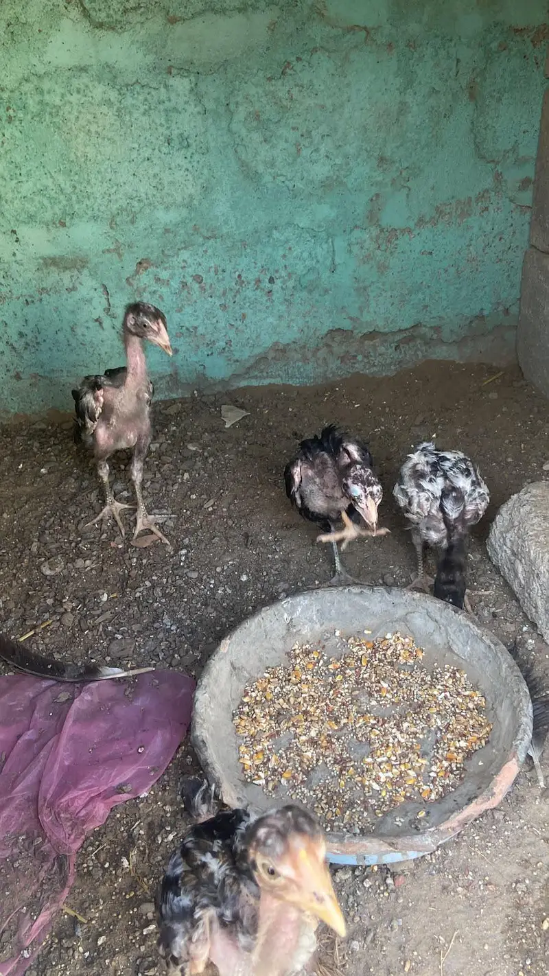 aseel Murga Murgi bacha — photo 5