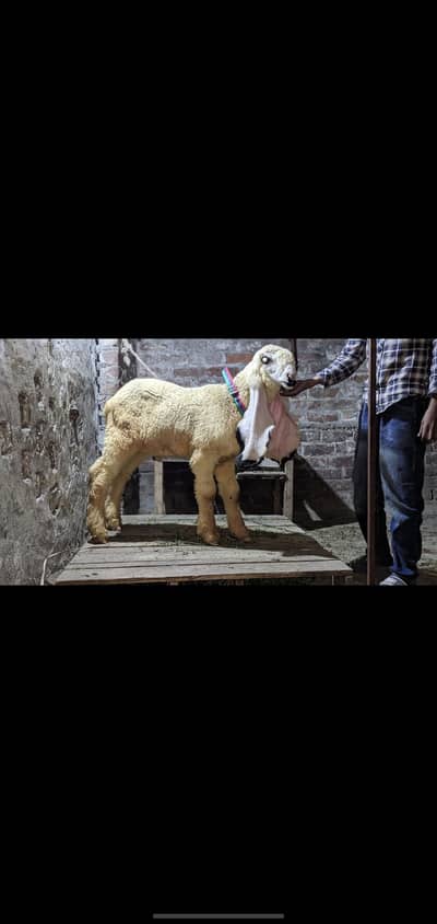 show quality pure kajla urgent for salr