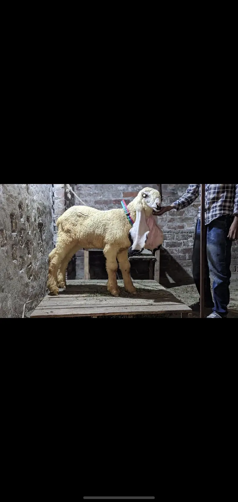 show quality pure kajla urgent for salr