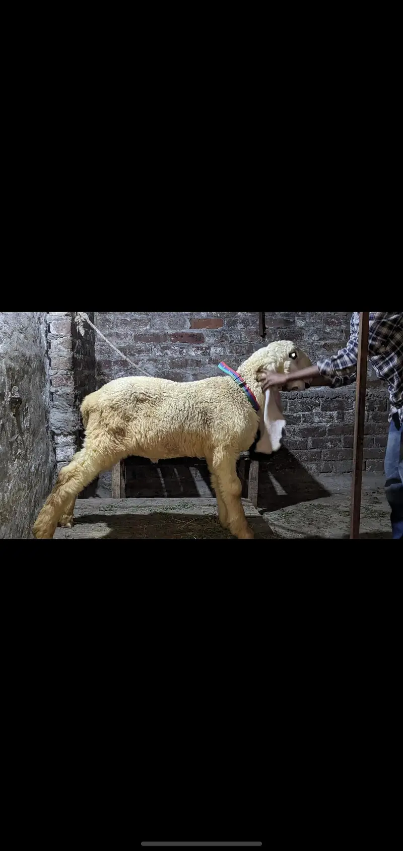 show quality pure kajla urgent for salr — photo 2