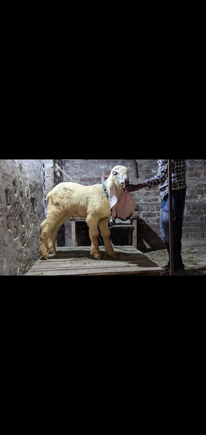 show quality pure kajla urgent for salr — photo 3