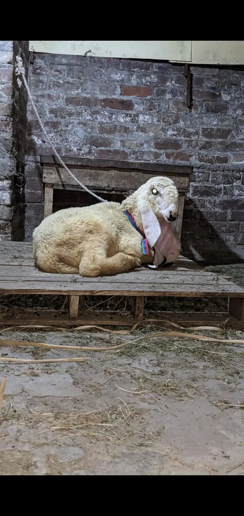 show quality pure kajla urgent for salr — photo 4