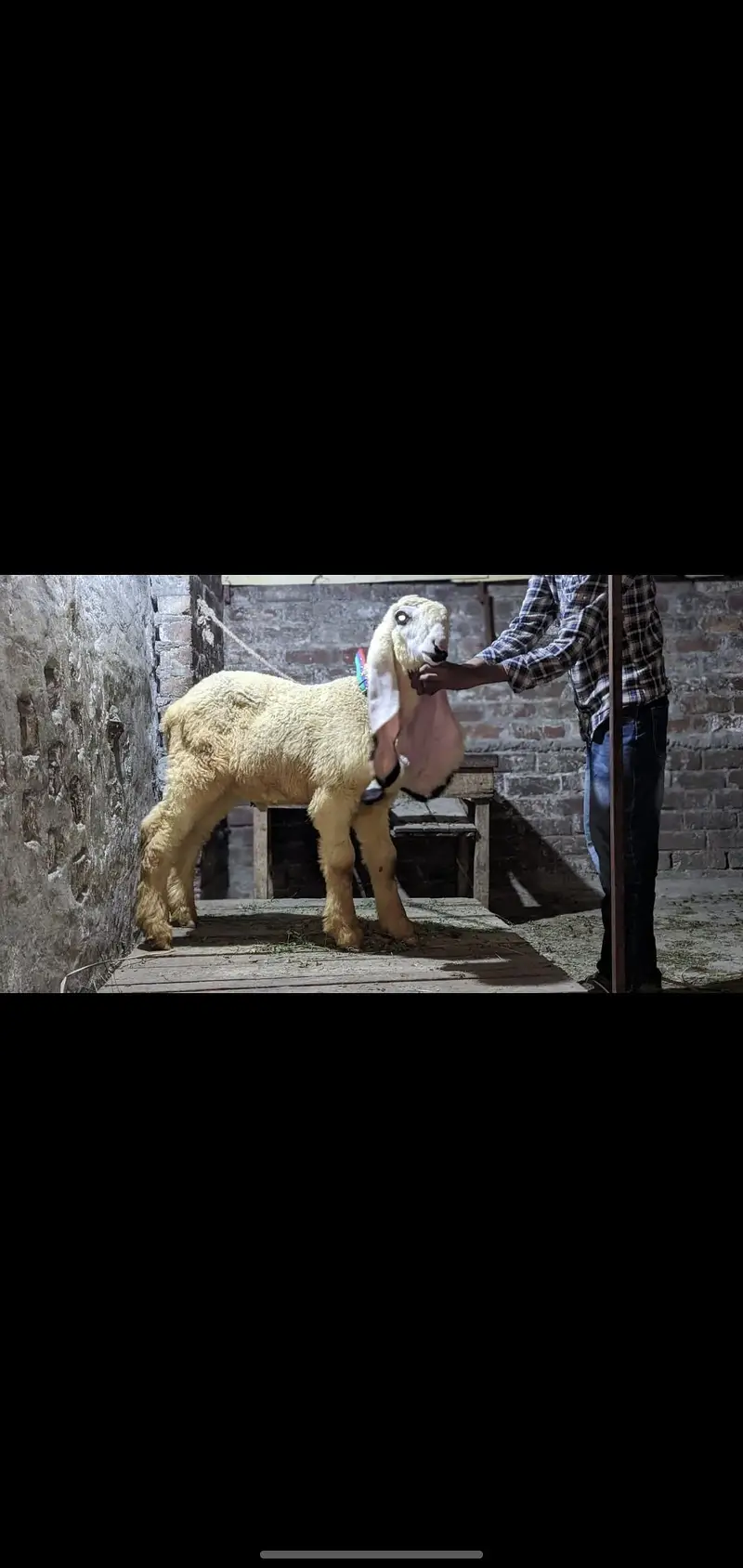 show quality pure kajla urgent for salr — photo 5