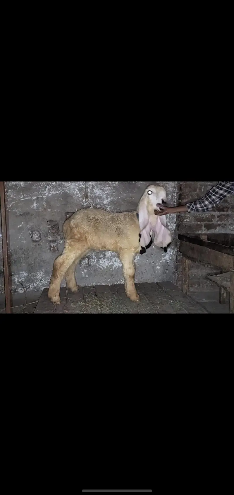 show quality pure kajla urgent for salr — photo 6