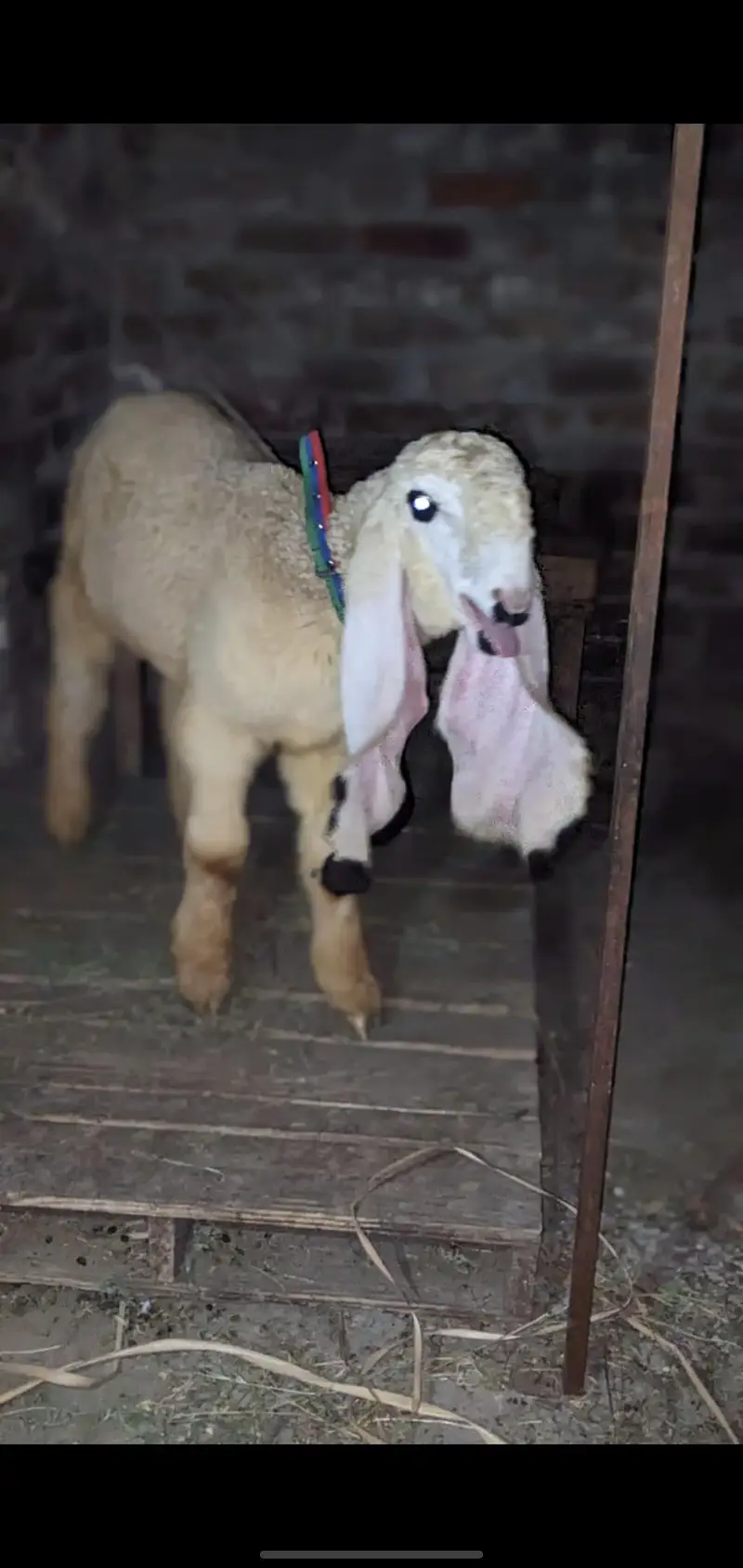 show quality pure kajla urgent for salr — photo 7