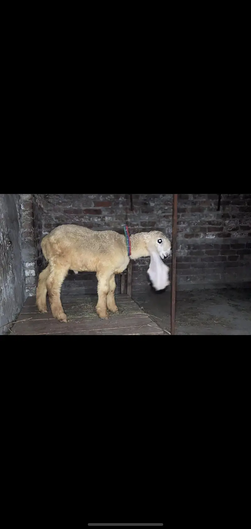 show quality pure kajla urgent for salr — photo 8