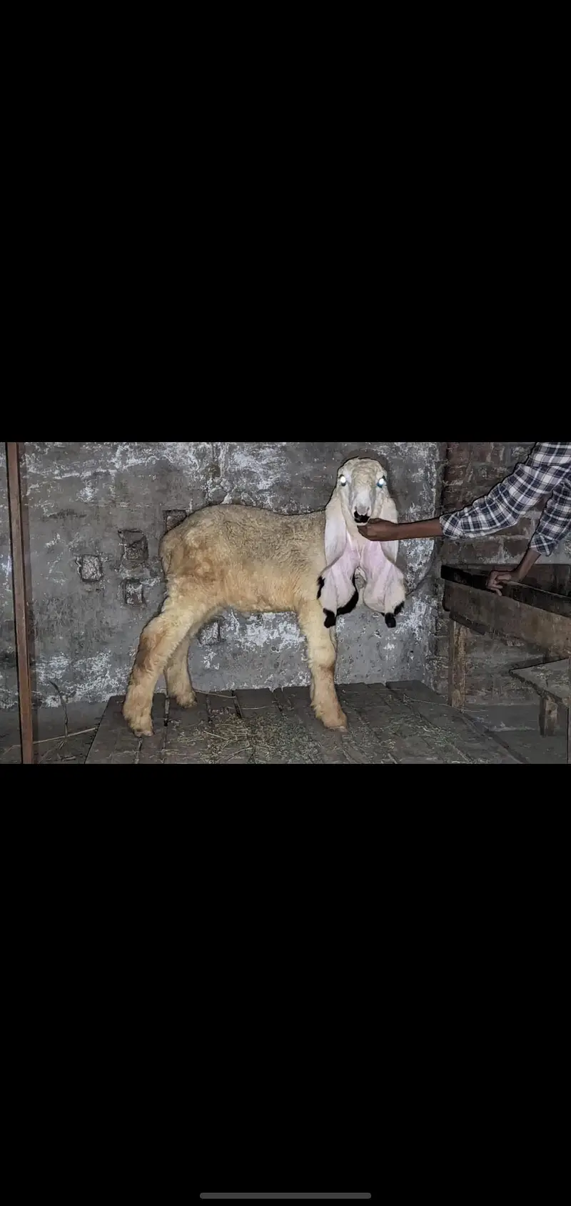 show quality pure kajla urgent for salr — photo 9