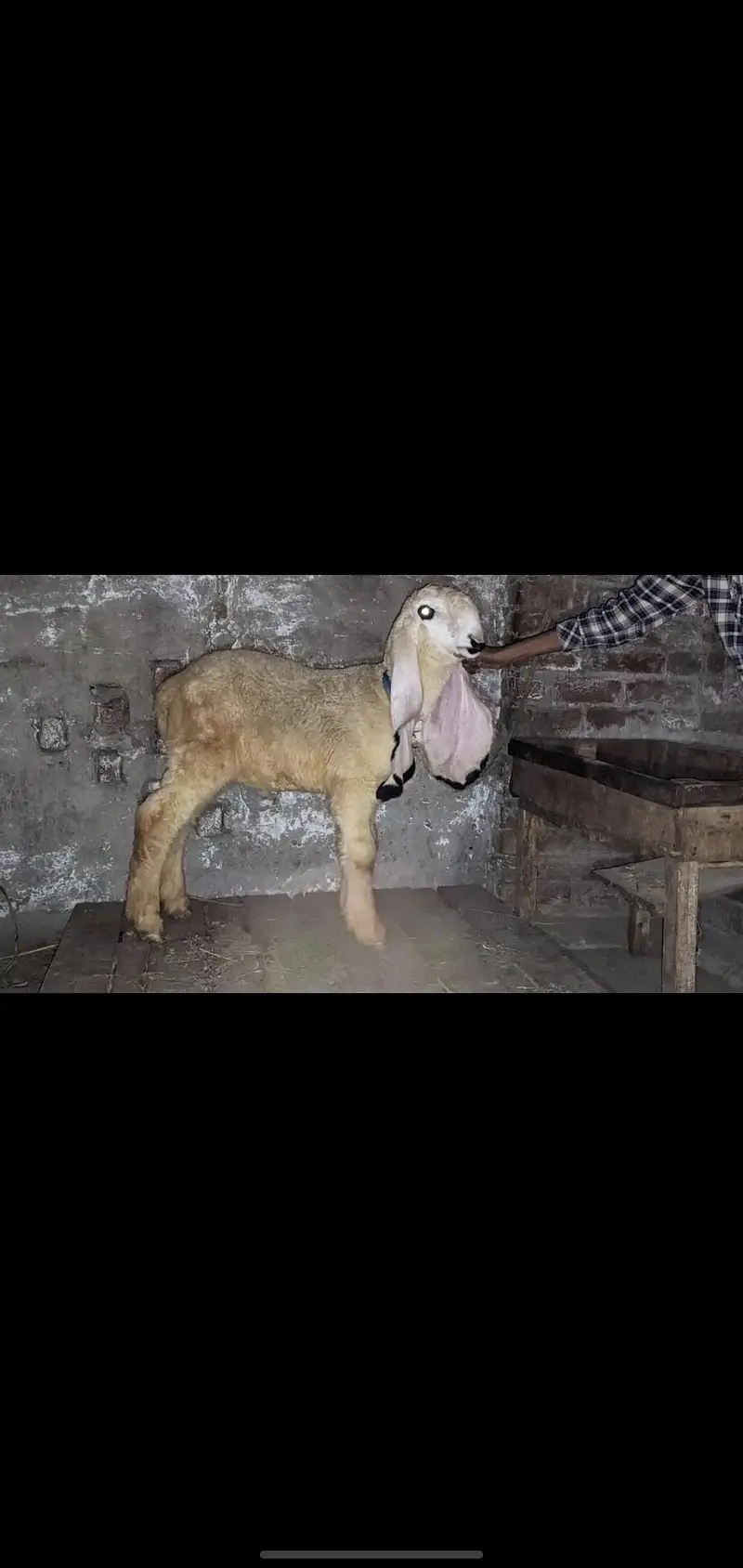 show quality pure kajla urgent for salr — photo 10