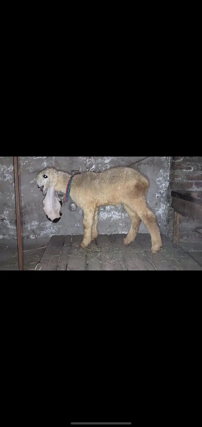 show quality pure kajla urgent for salr — photo 11
