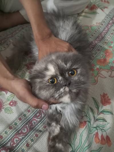 2 Persian Cats For Sale On Whole Sale Rate