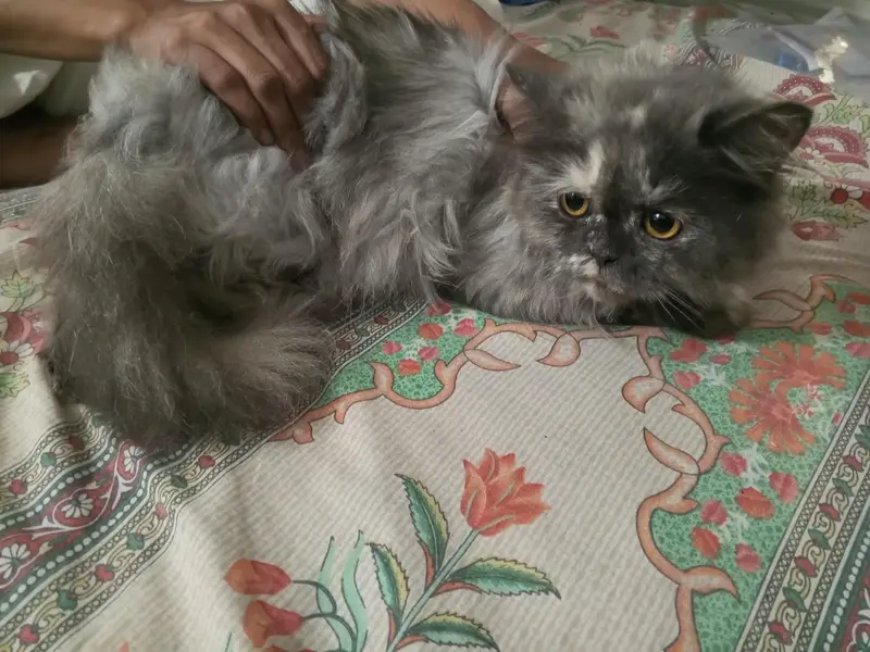 2 Persian Cats For Sale On Whole Sale Rate — photo 2