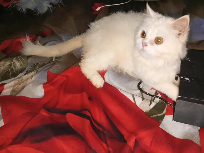 2 Persian Cats For Sale On Whole Sale Rate — photo 3