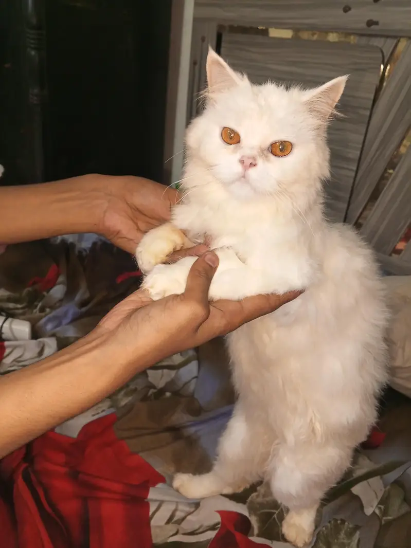 2 Persian Cats For Sale On Whole Sale Rate — photo 4