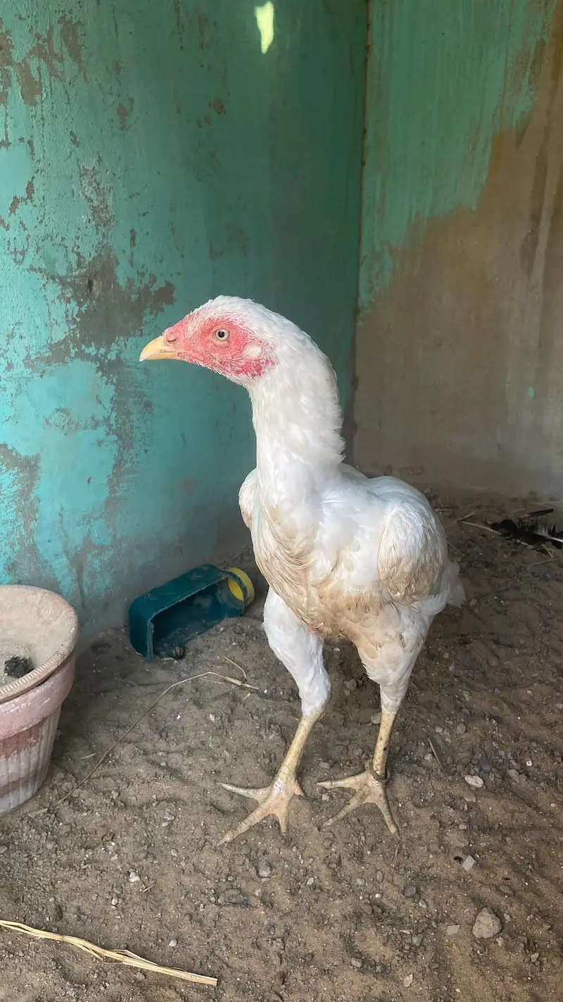 aseel Murga Murgi bacha — photo 11